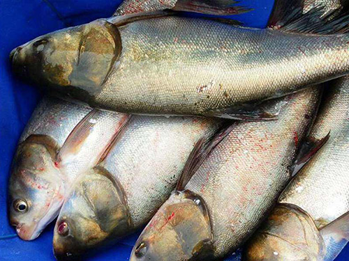 樟木頭鰱魚配送